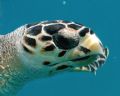 Green Turtle in Barbados taken with Nikon D-70 while snorkleing.