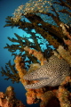 A honeycomb moray in a green tree coral.