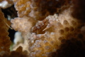 Common Coral Guard Crab