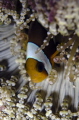 Anemone fish