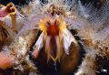 Giant Barnacle
This image was taken at Tatoosh island in Neah Bay Washington. The filter feeding barnacle is open snaring plankton from the water. This guy is about 3