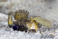 A juvenile fingered dragonet, crawling across the sand in Malapascua/Philippines.