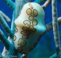 Flamingo Tongue