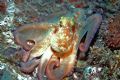 This octopus was taken on a wreck in Barbados on a night dive. It was changing colors faster than I could snap!