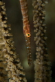 Juvenile Trumpetfish