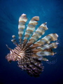 Oct8, 2013 Laamu Atoll lagoon 4:30pm depth: 6m. A young lionfish that has staked a territory and is fairly aggressive to the camera. Canon S95, Inon S-2000 strobe,f8 1/500. Lightroom 4/CS5