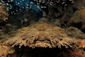 Face to face with a wobbegong - the flounder of the sharks :-)