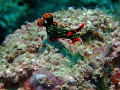 Taken at Pulau Mabul Dive Site , Sabah Malaysia