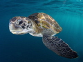 Curiosity. Turtle on Tenerife.