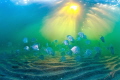 lookdowns under Deerfield Beach Pier in Florida