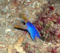 1st blue ribbon eel in my life...Fiji, beqa island