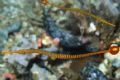 Pair of orange banded pipefish. Philippines Got a headache trying to focus! D100, Nexus housing, YS90 strobes