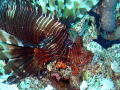 Lionfish flared out as I approached - not sure who was more surprised