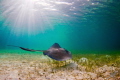 A stingray glides along the flats off the coast of Man O War Cay in the Bahamas.