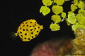 Juvenile Boxfish 
Taba, Egypt