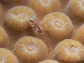 Wide mouth on Emblemariopsis sp.