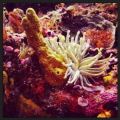 Sea Anemone off the coast of Cozumel, Mexico. Shot with a Intova IC12 using a red filter and white balancing, no lights used.