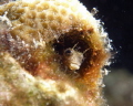 Mr. Blenny