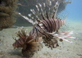 Here too- we have Lion fish at the Blue Heron Bridge too.
I poked them with my stick....pretty but not welcome.