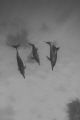 longnose family, Dolphin reef