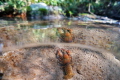 Pacifastacus leniusculus in a River in Austria