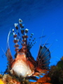 The Broadbarred firefish Pterois antennata is a common species found in Réunion island waters. This individual was hidden away under an artificial reef.