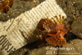 Scorpionfish on the Newspaper