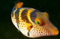 Juvenile triggerfish