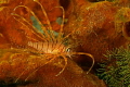 Red lion fish on red sponge