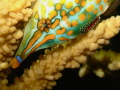 The orange spotted filefish or harlequin filefish, Oxymonacanthus longirostris