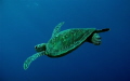 Young Green Turtle Chelonia mydas