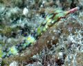 Pipefish captured in Bora Bora using Nikon D70 in available light.2005