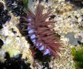 irish dive can bring up some gems to ! taken in waterford south east ireland. beadlet anemone