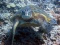 Smile for the camera....Maui Hawaii.