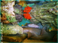 'Peek-A-Boo' : Partial reflection of baby nurse sharks peacefully resting in their humble abode.