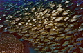 Fish shoal in Isla del Hierro, Canary Islands (Spain)