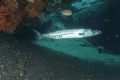 Barry the barra under the rudder USAT Liberty