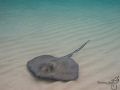 Stingray City, Grand Cayman
right at dawn when the sun was coming up over the water!!!!