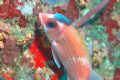 Hitchhiker! Taken in BVI using Nikon D70, macro lens and twin Ikelite subrobes. 2005