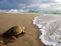 Loggerhead Turtle headed back to the water after nesting on Mabibi Beach in northen KZN .