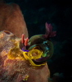 nudibranch lays eggs
