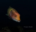 The Hogfish is a common resident of the Socorro Islands.  Often overlooked, it can be very photogenic.