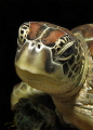 Turtle - Portrait