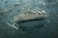 Whaleshark swims towards me in open water, followed by just a few big eye trevally ;)