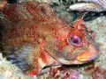 one proud tompot blenny . waterford ireland