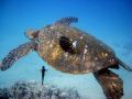 Hawaiian Green Sea Turtle. Maui, Hawaii