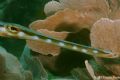 Trumpet fish. Taken in Arraial do Cabo, Brazil.