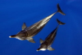 A pair of rough-toothed dolphins came in to investigate a FAD off the coast of Kona, Hawaii.