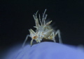 Tiger shrimp with razor thin DOF