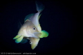 Spawning butter hamlets in Bonaire.